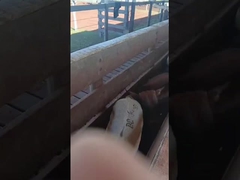 Электронные наушники для скота электронные наушники для овец наушники для животных